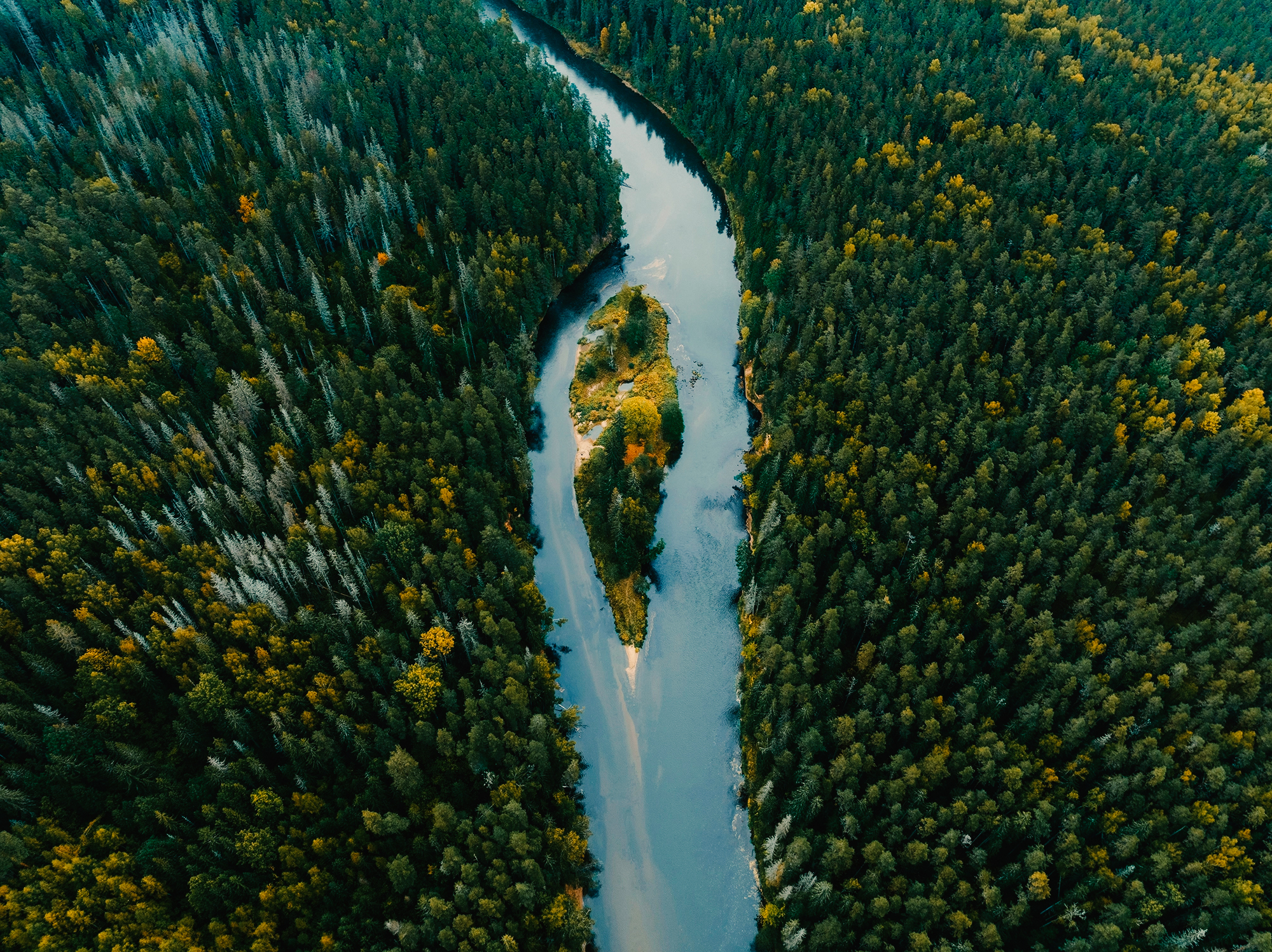 Flyfoto av en elv med en liten øy som renner gjennom en tett skog